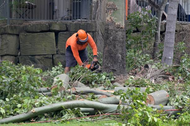 Arcadia, FL Tree Care  Company